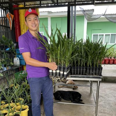 Chà là mô Red Barhee - 136